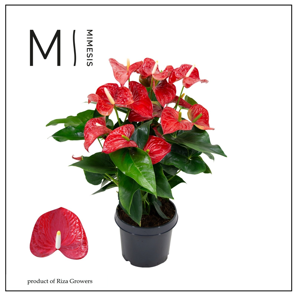Mimesis Anthurium KARMA Red - 21 cm.