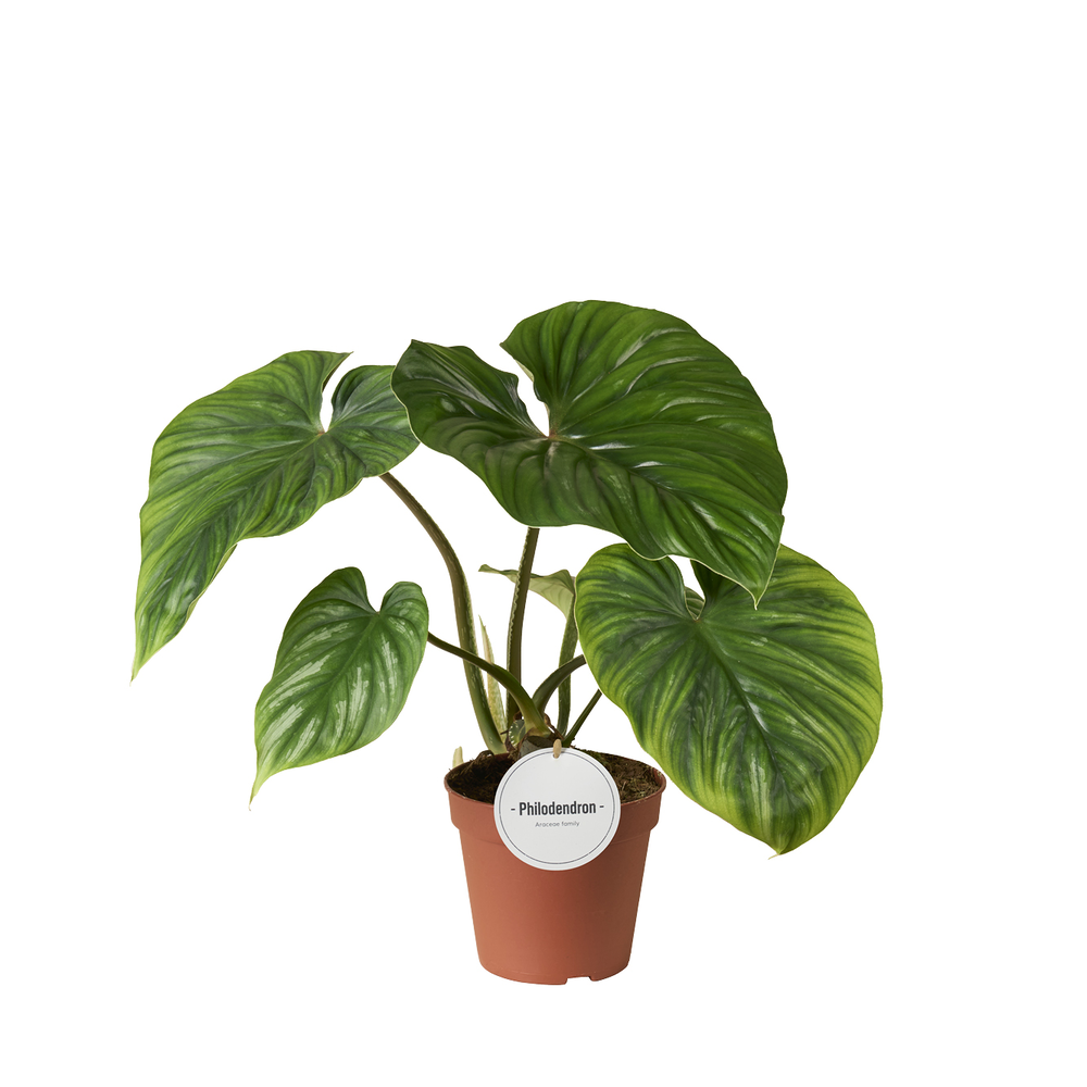 Philodendron Plowmanii.