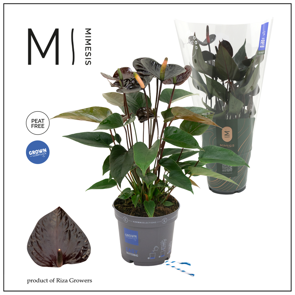 Mimesis Anthurium KARMA Black - 12cm.