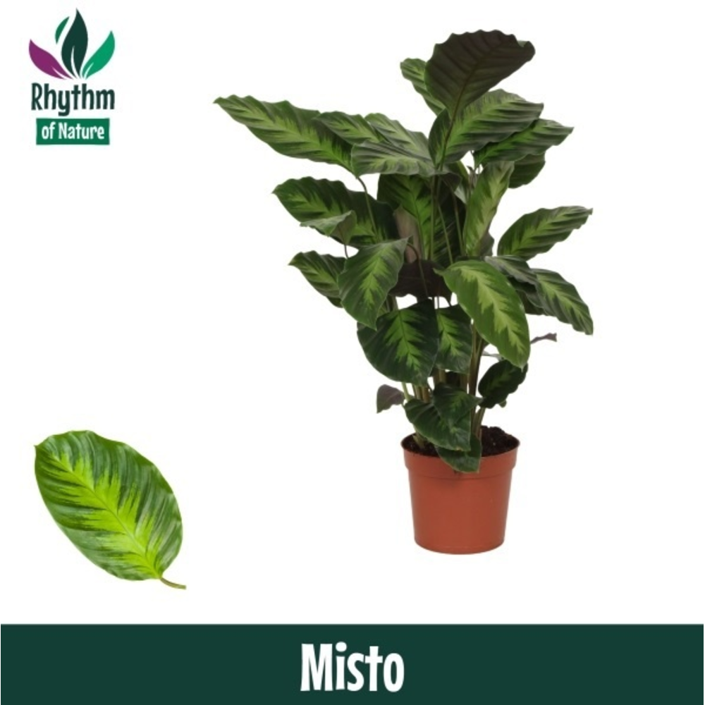 Calathea 12cm Misto Rhythm of Nature.