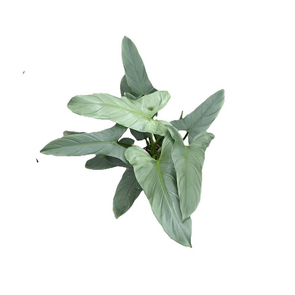 Philodendron hastatum "Silver Queen" p17.