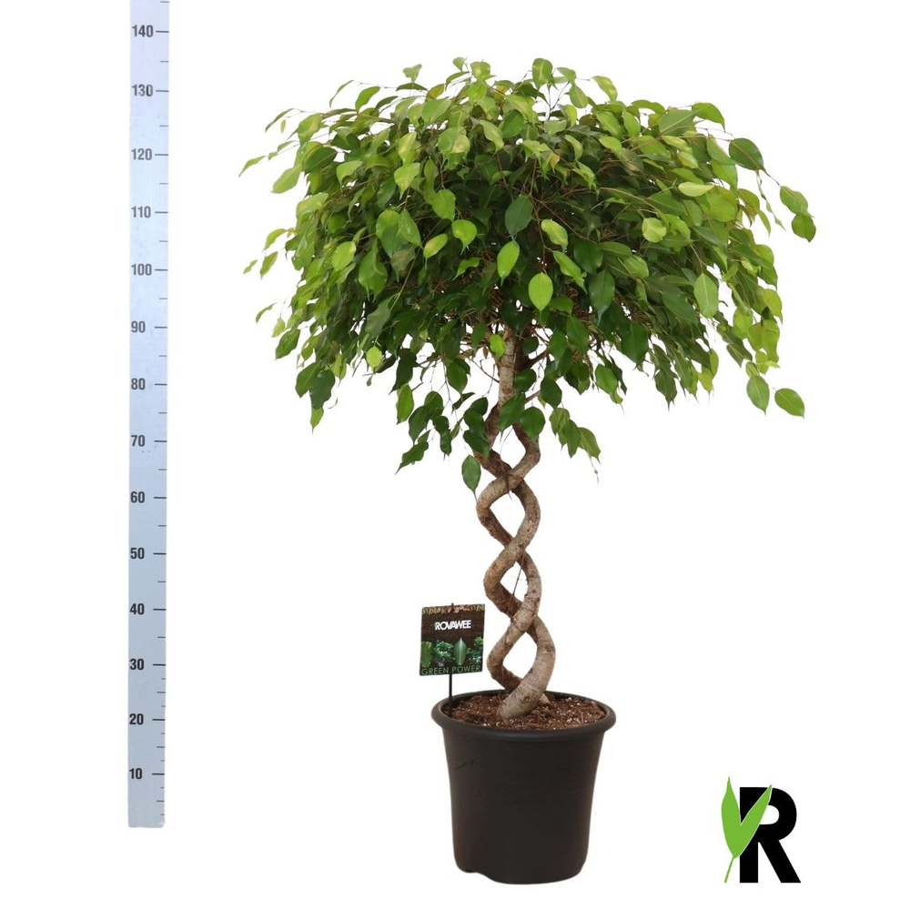 Ficus benj. Exotica dubbel spiraal extra zwaar.