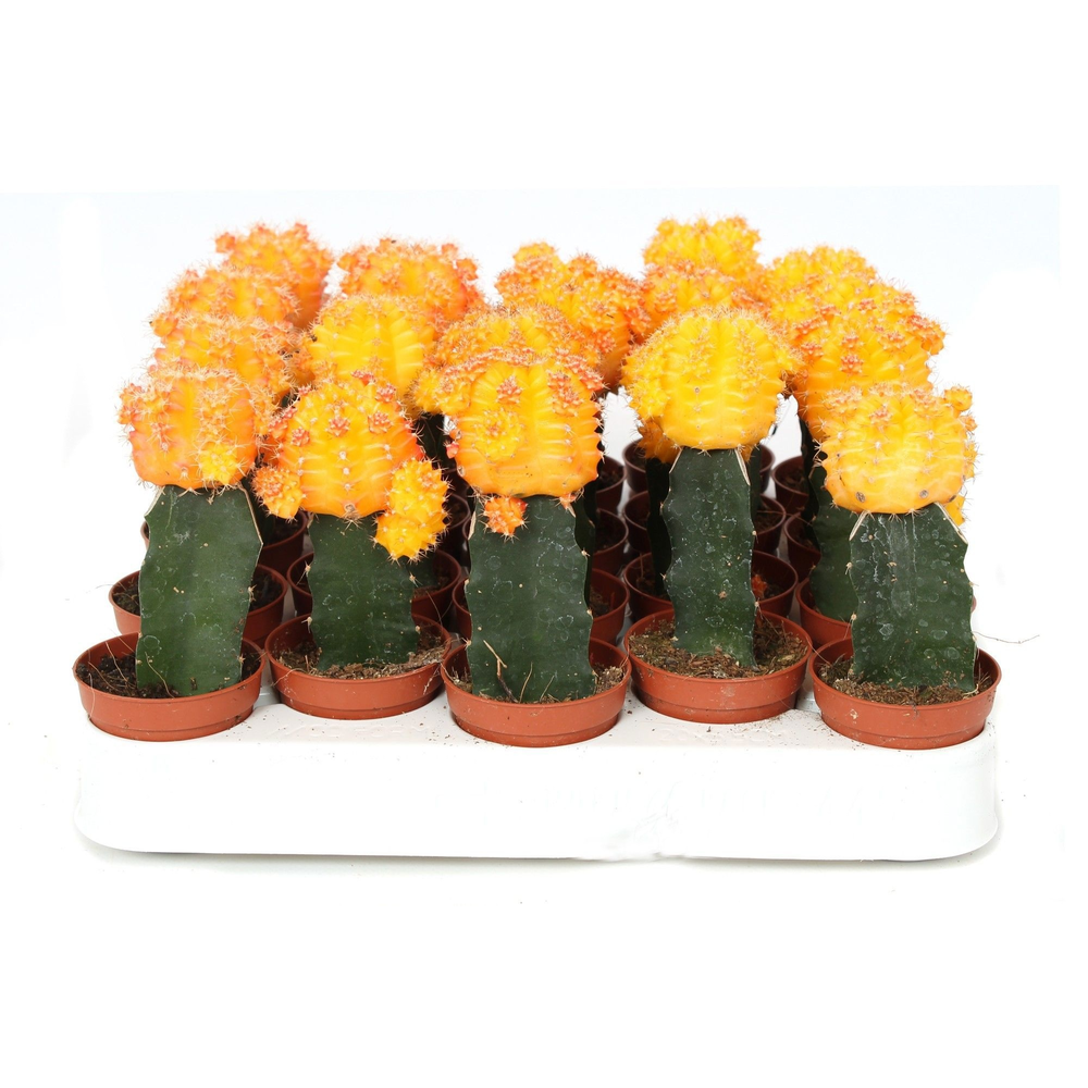 Cactus geent geel 5,5 cm.
