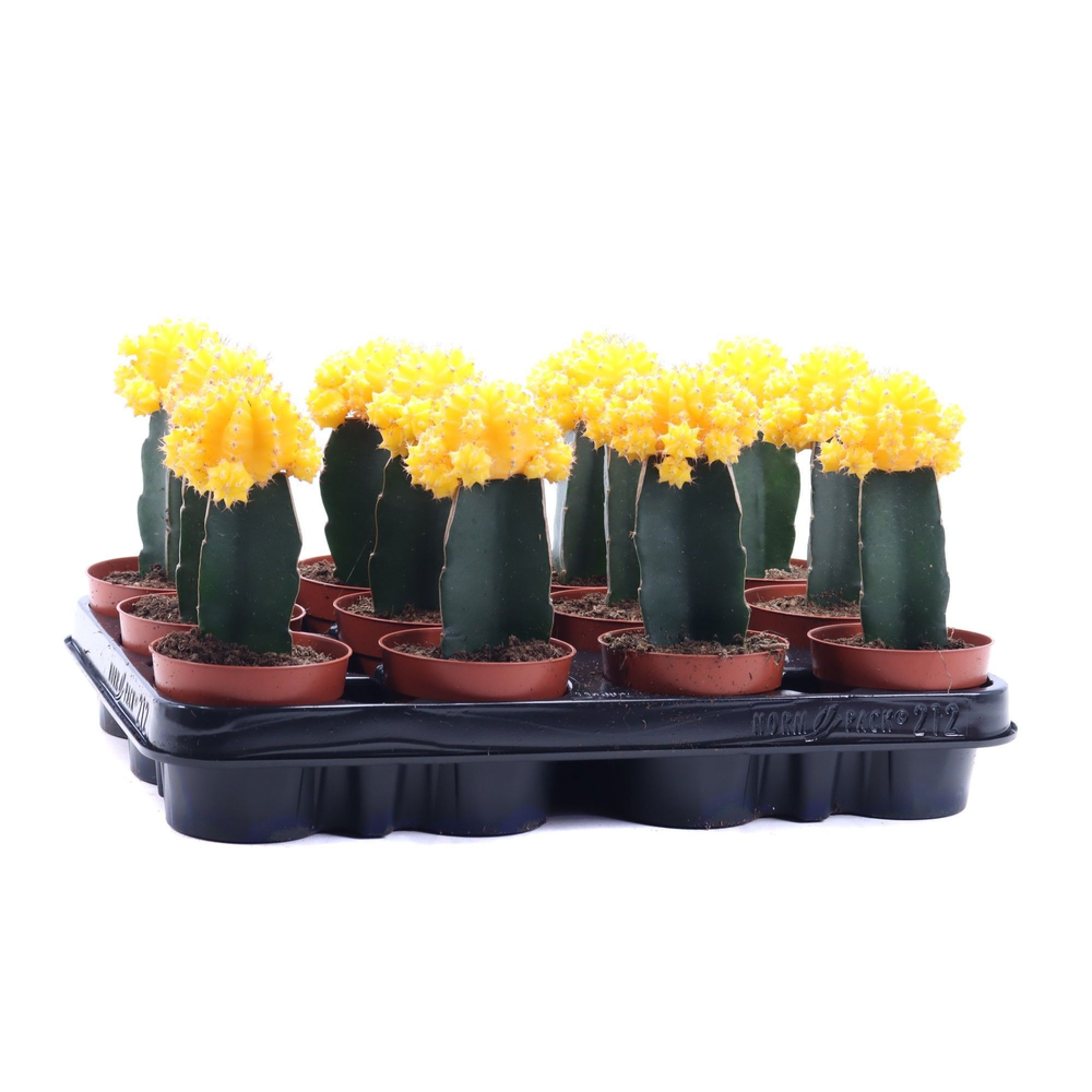 Gymno geel geent 8,5 cm.