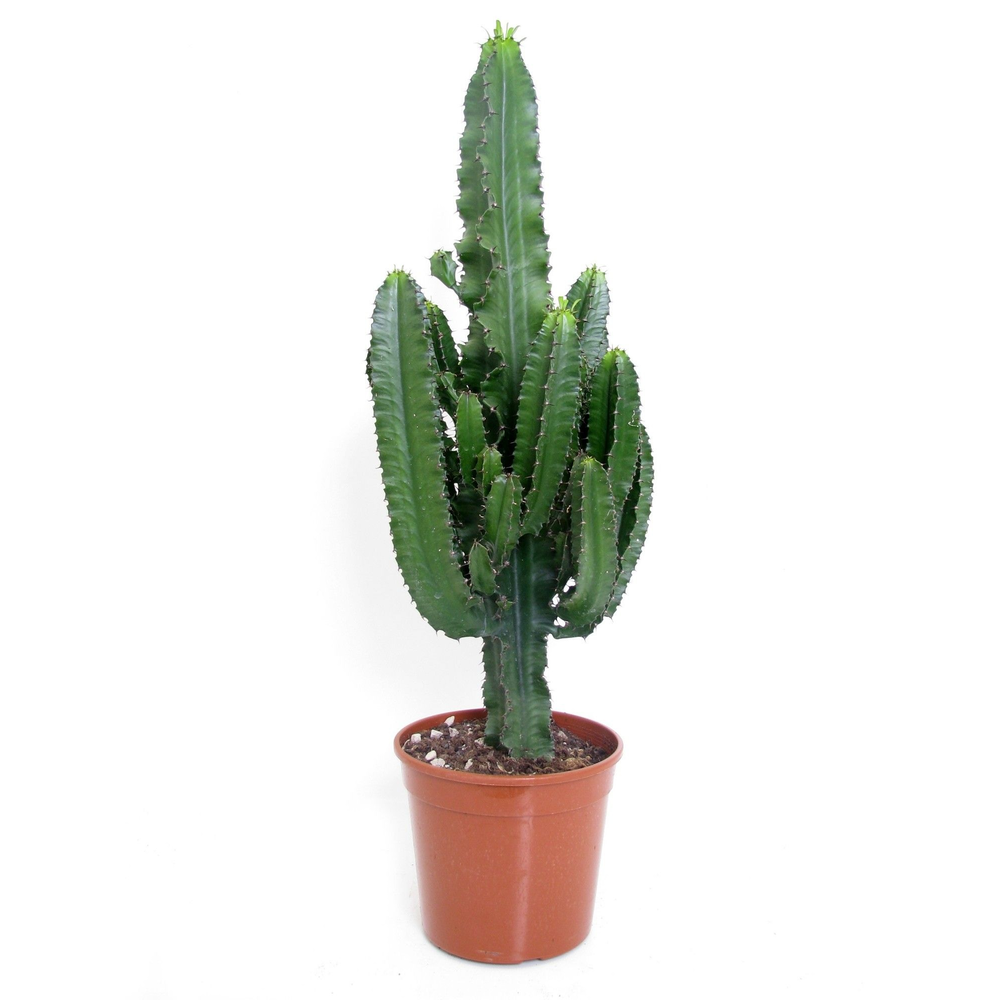 Euphorbia erytrea 24 cm.