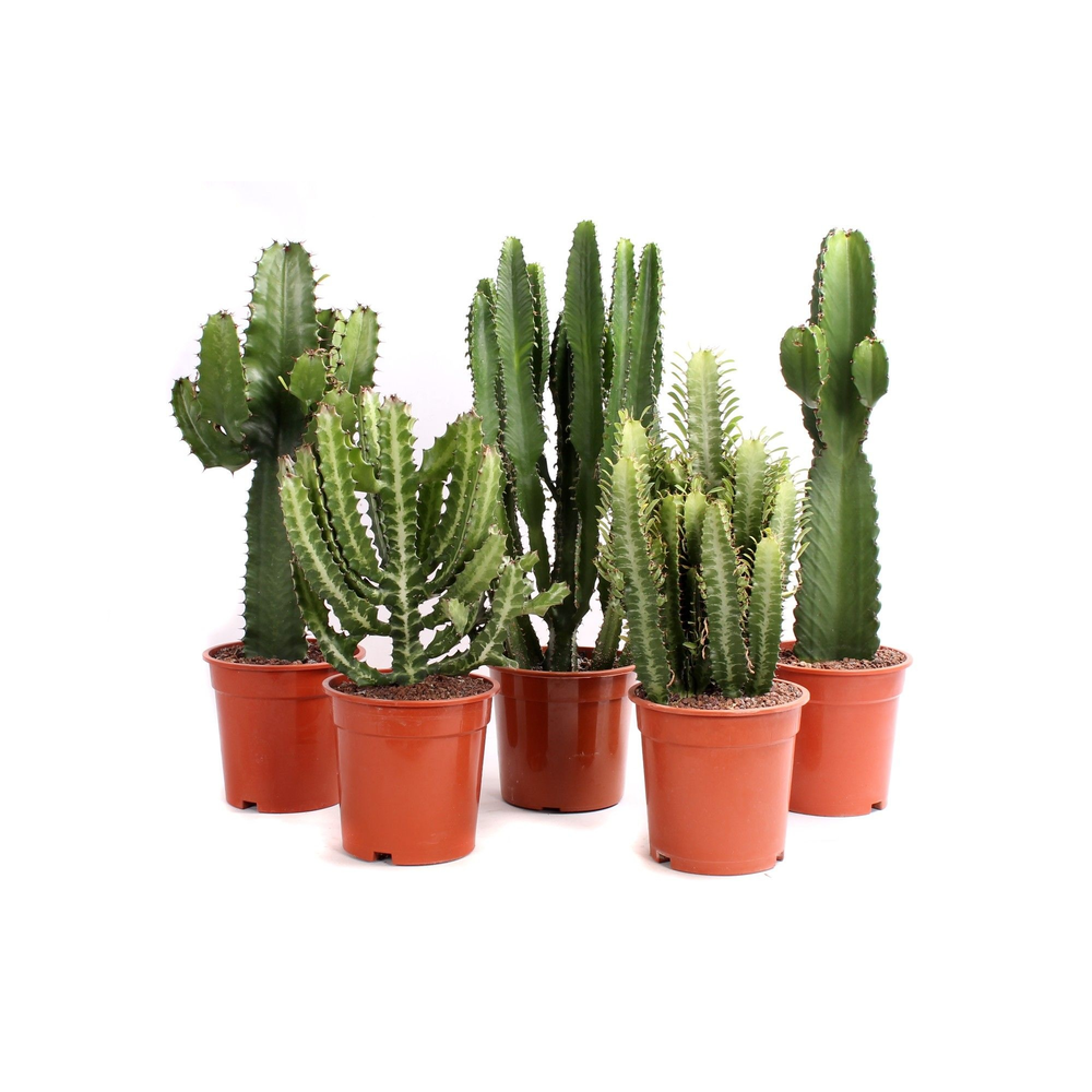 Euphorbia mix 17 cm.