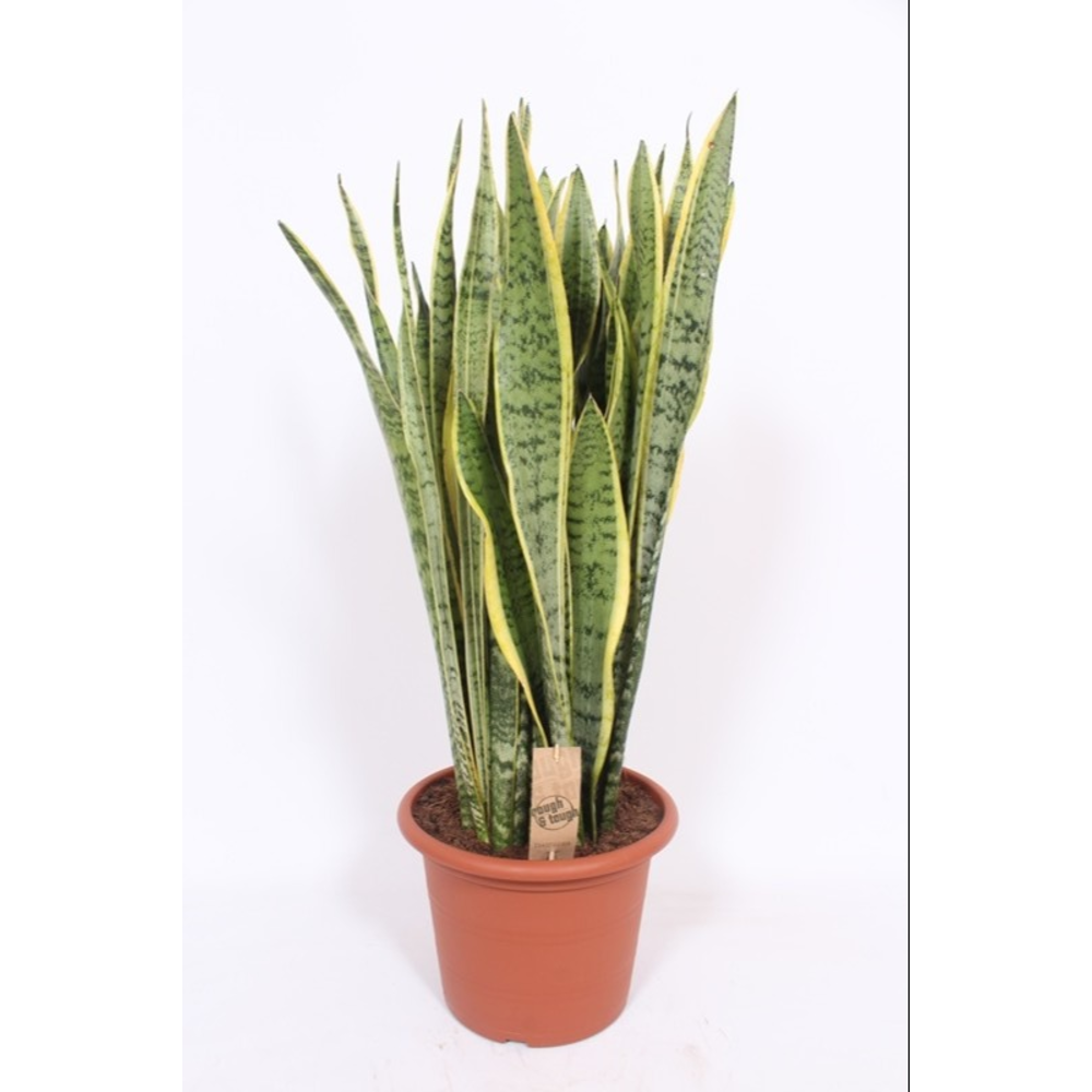 Sansevieria Laurentii.