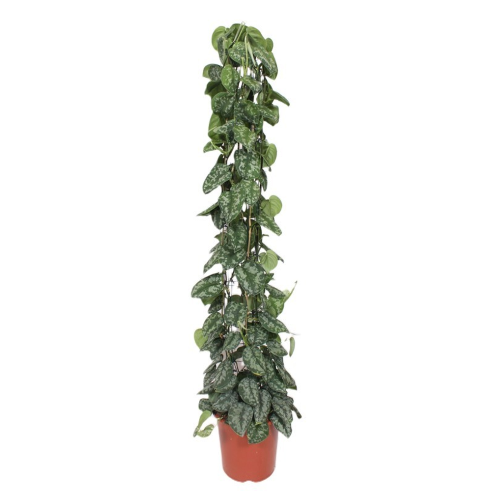Scindapsus Trebie.