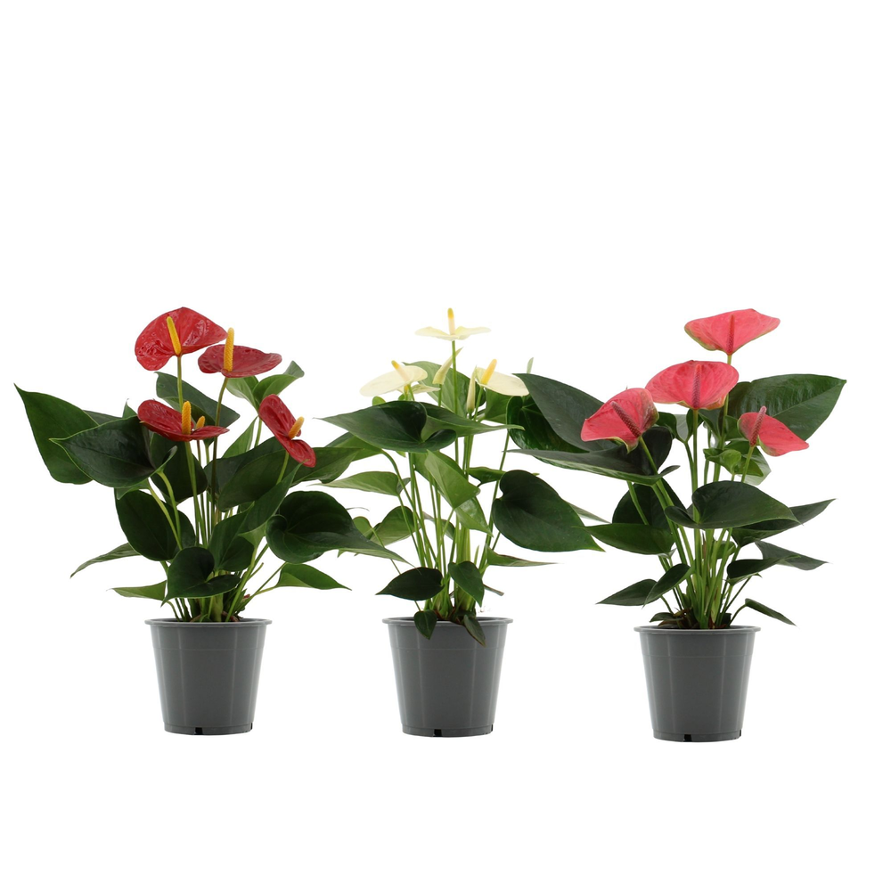 Anthurium 3 color mix in transparant sleeve.