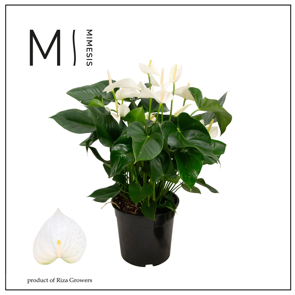 Mimesis Anthurium KARMA White - 27 cm.