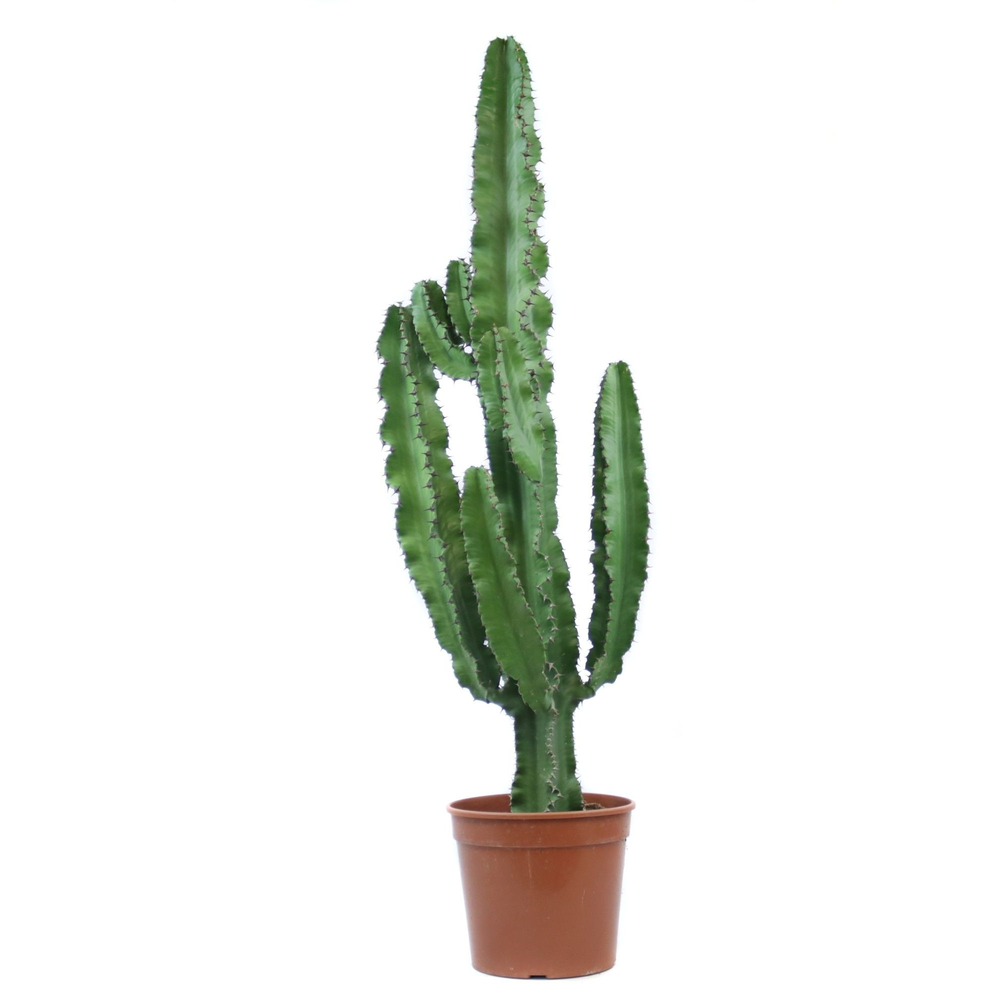 Euphorbia erytrea 21 cm.