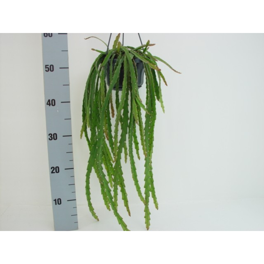 Lepismium cruciforme.