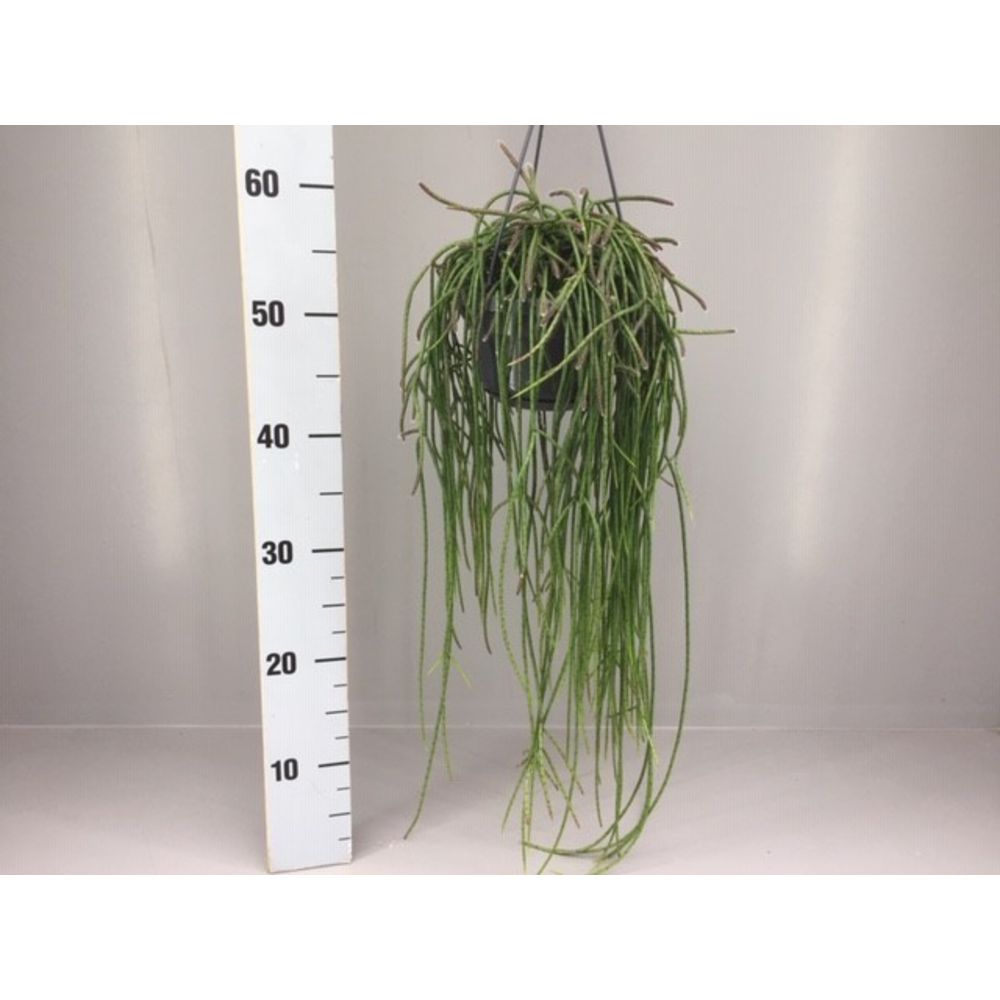Rhipsalis puniceodiscus.