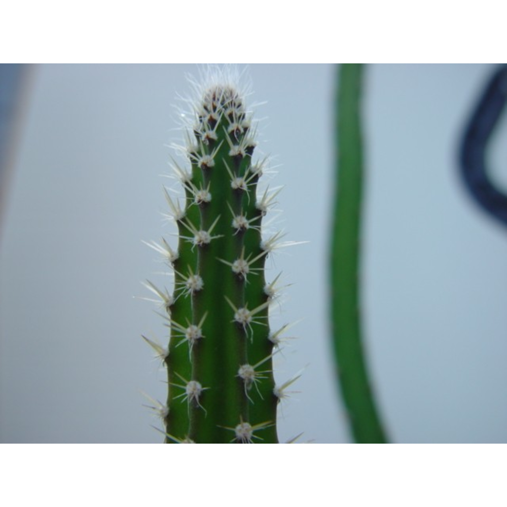 Selenicereus grandiflora.