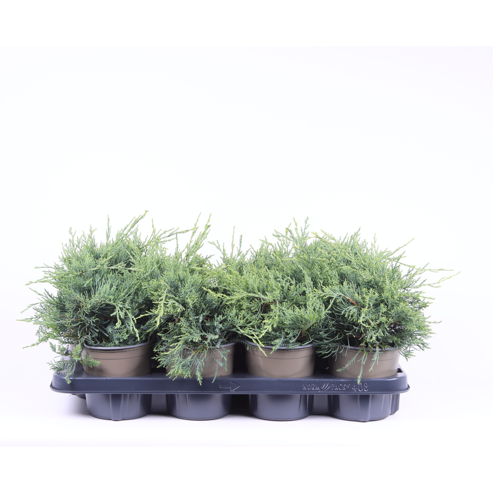 Juniperus x pfitzeriana 'Pfitzeriana Glauca'.