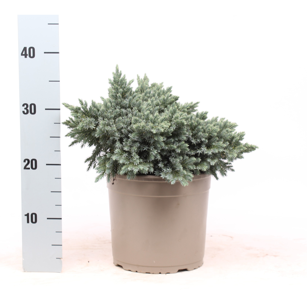 Juniperus squamata 'Blue Star'.