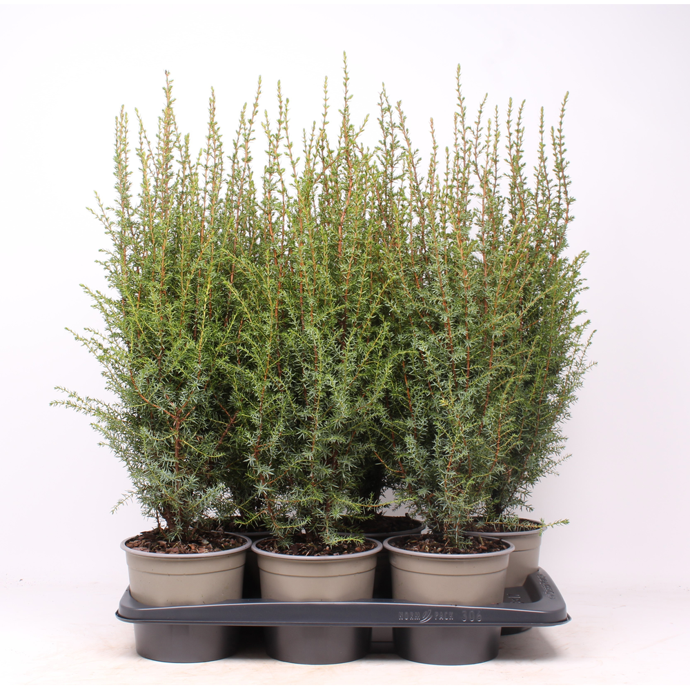 Juniperus communis 'Arnold'.