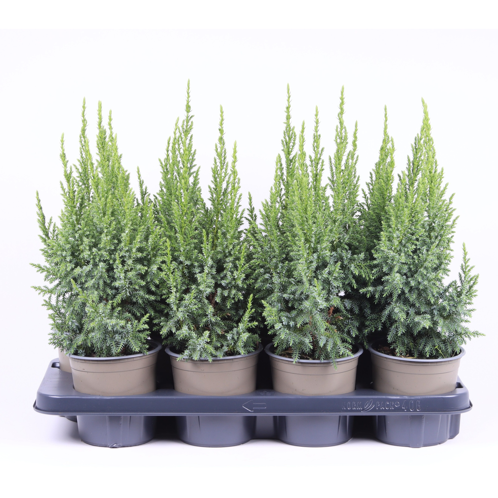 Juniperus pingii 'Loderi'.