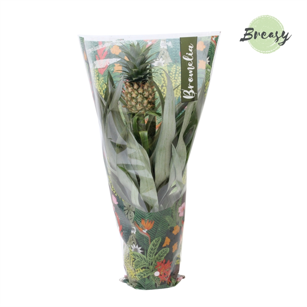 Ananas Mi Amigo Jungle hoes.