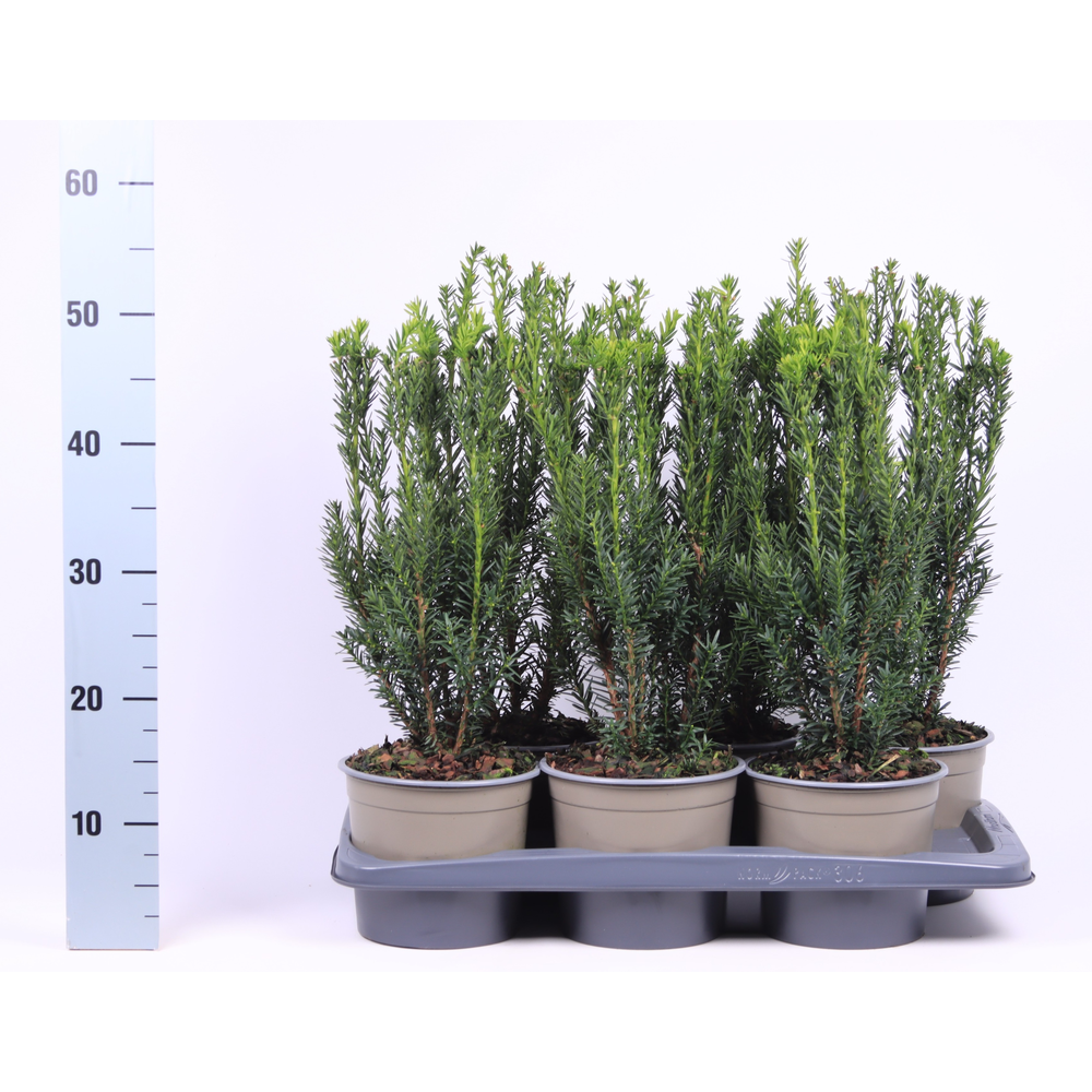 Taxus media 'Hillii'.