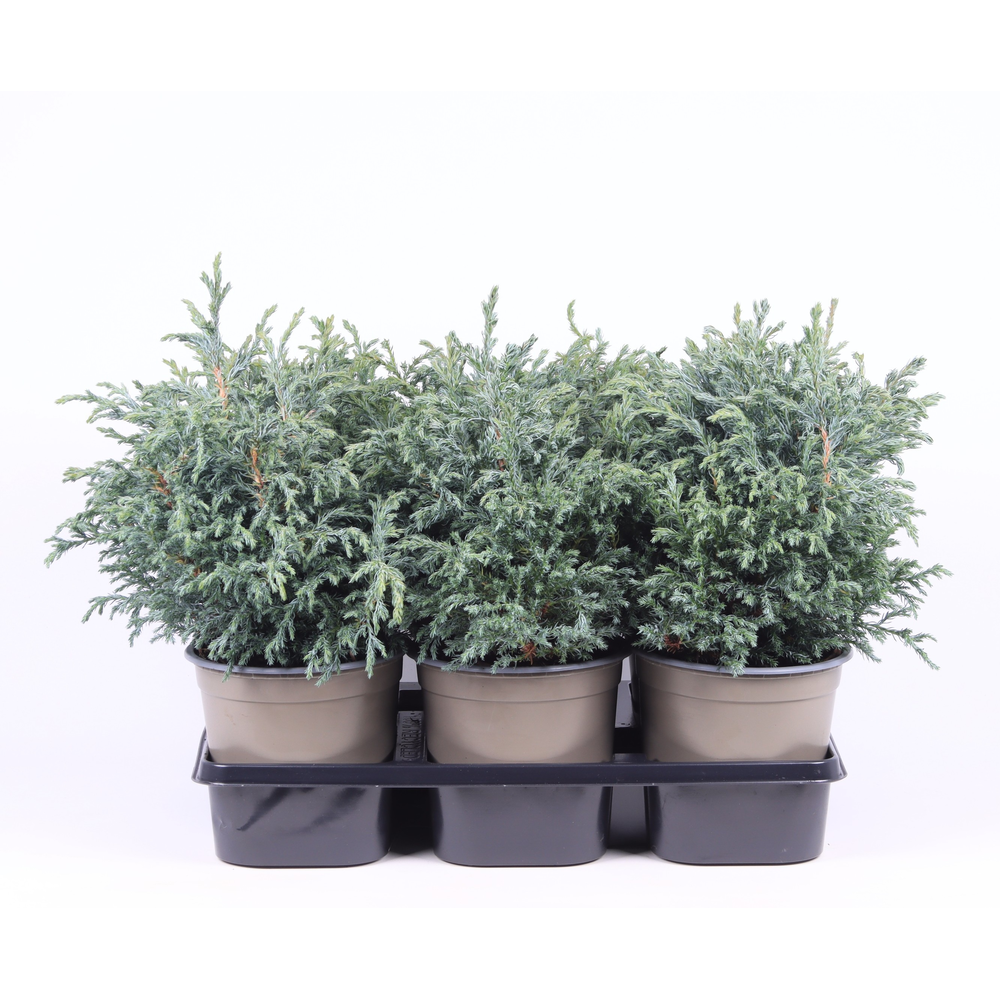 Chamaecyparis pisifera 'Baby Blue'.