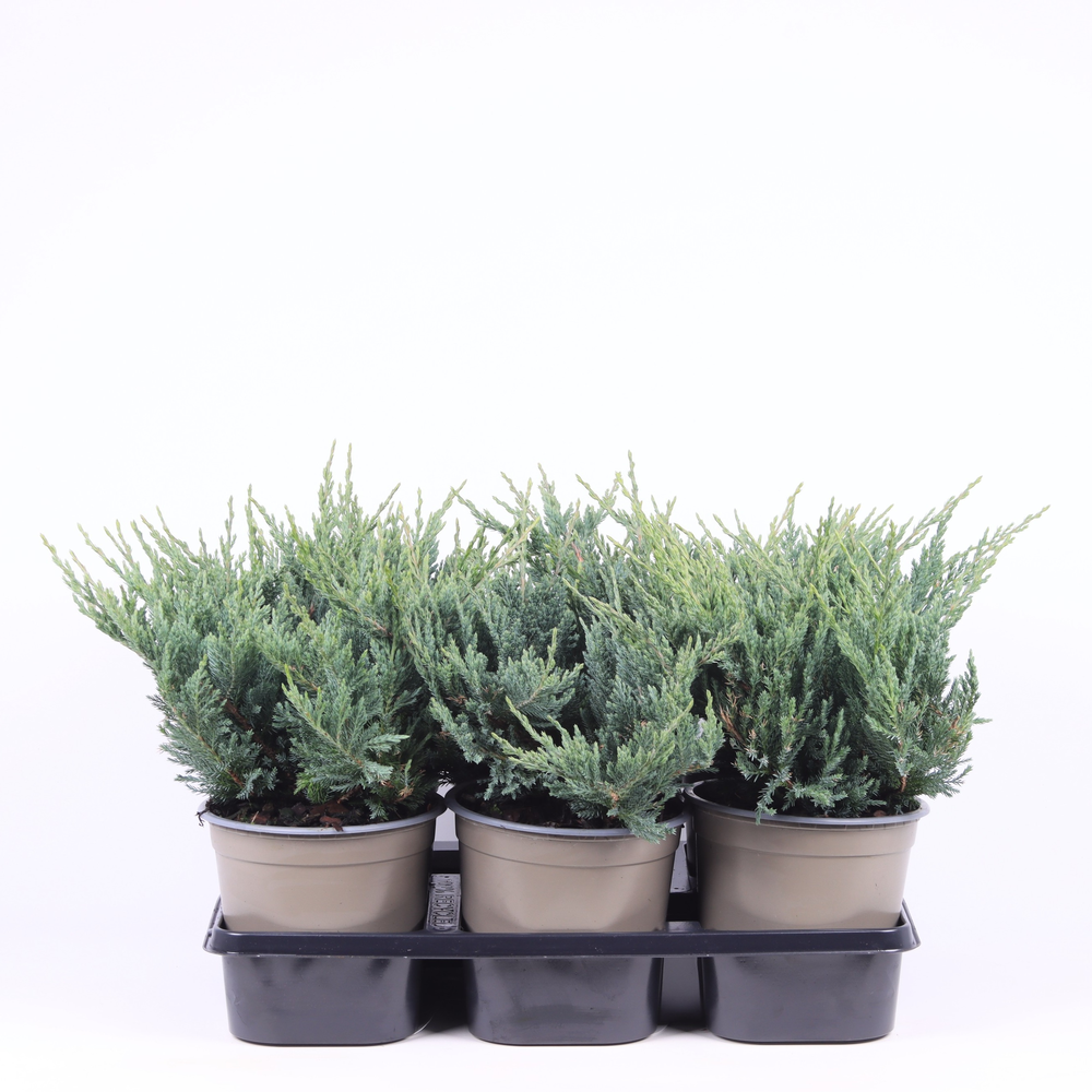 Juniperus horizontalis 'Blue Chip'.