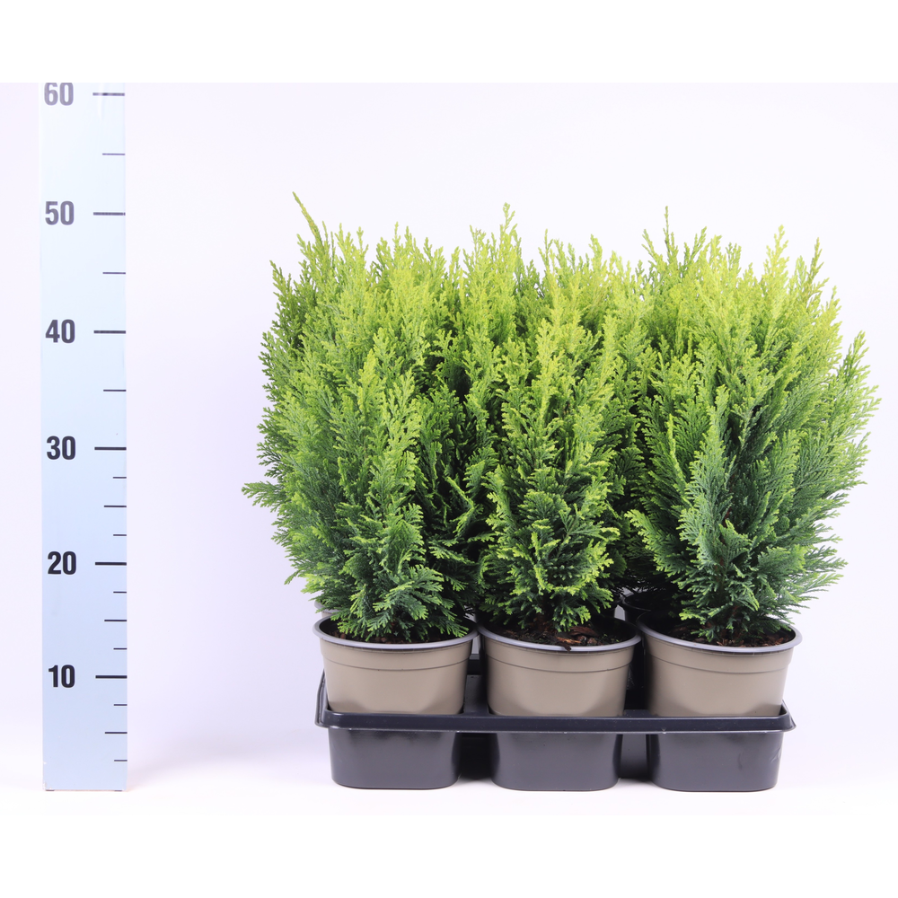 Chamaecyparis lawsoniana 'Ellwood's Empire'.