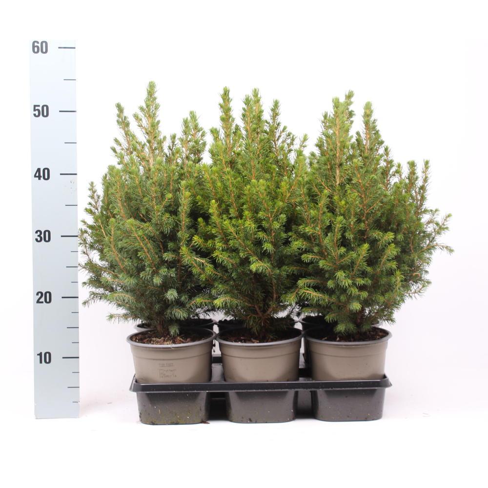 Picea glauca 'Conica'.
