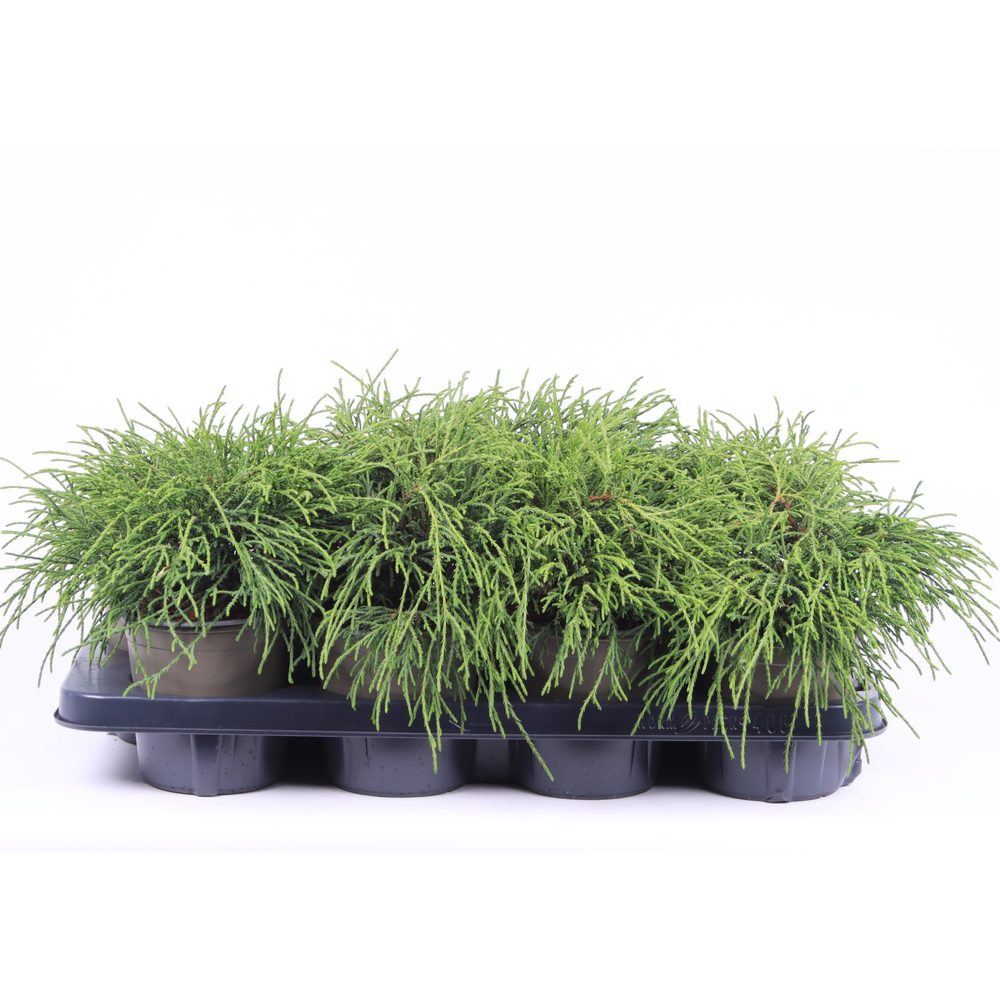 Chamaecyparis pisifera 'Filifera Nana'.