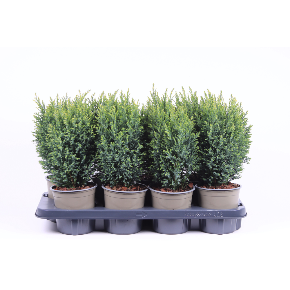 Chamaecyparis lawsoniana 'Snow White'.