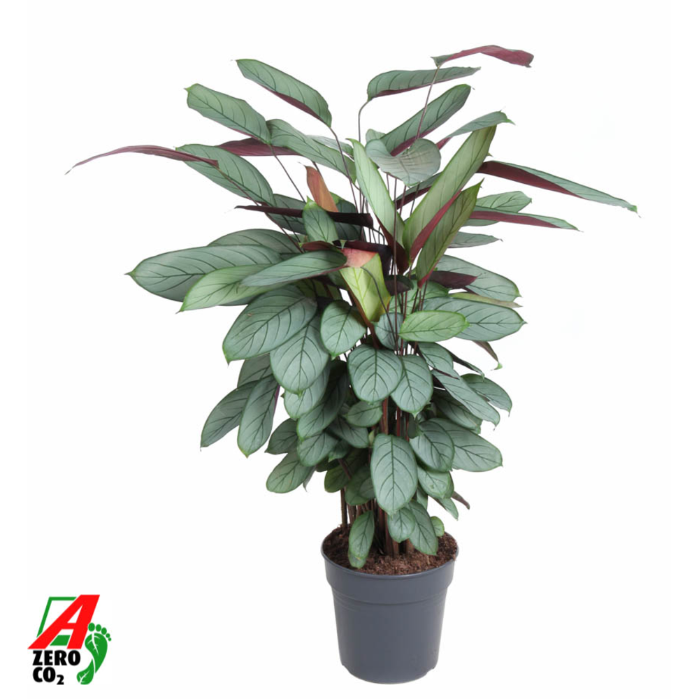 Calathea Silverstar.