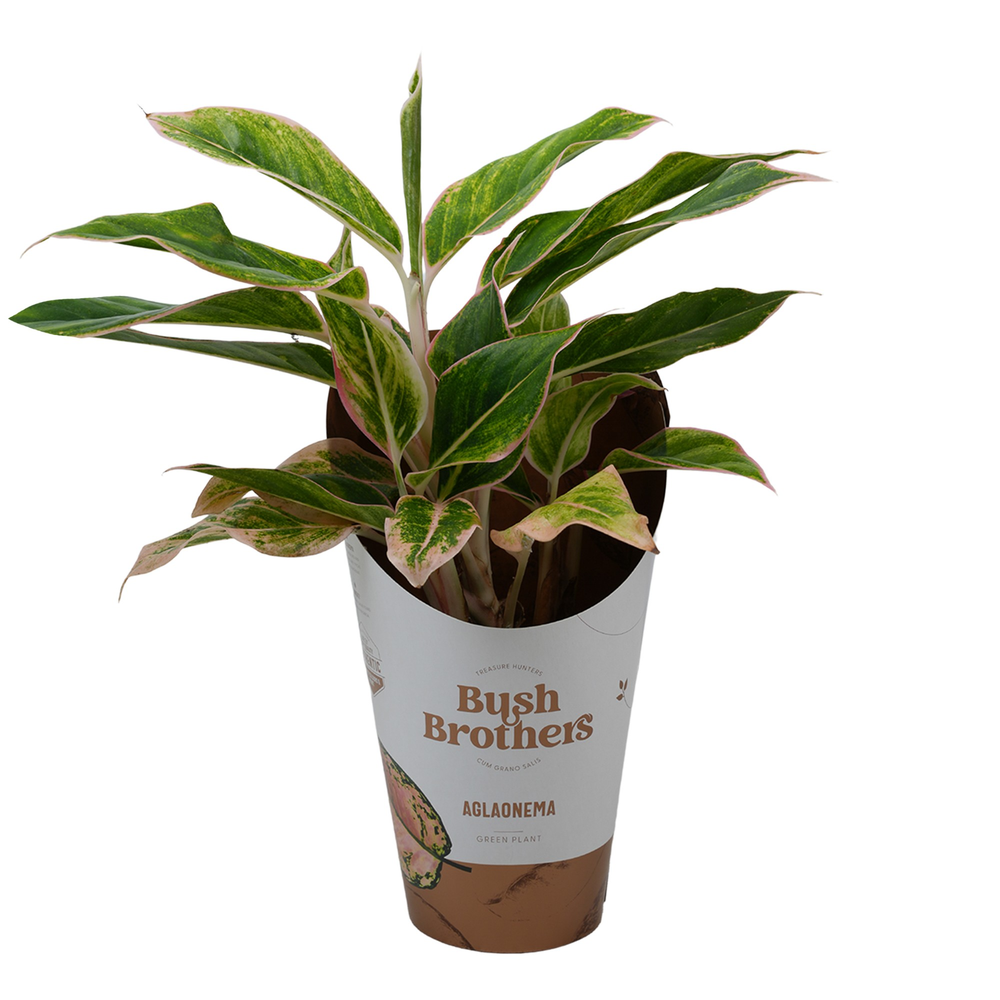 Aglaonema Green Star.