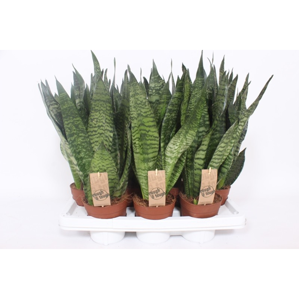 Sansevieria zeylanica compacta.