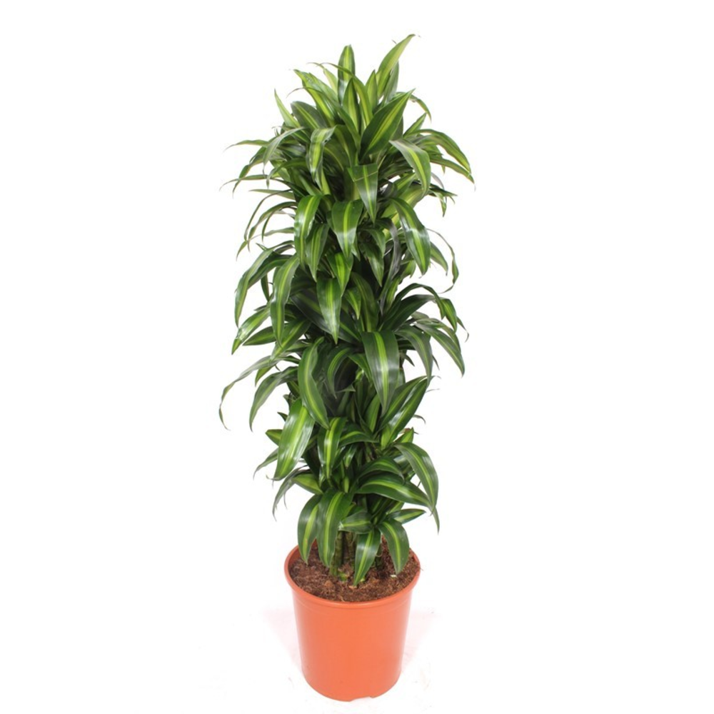 Dracaena Hawaiian Sunshine.