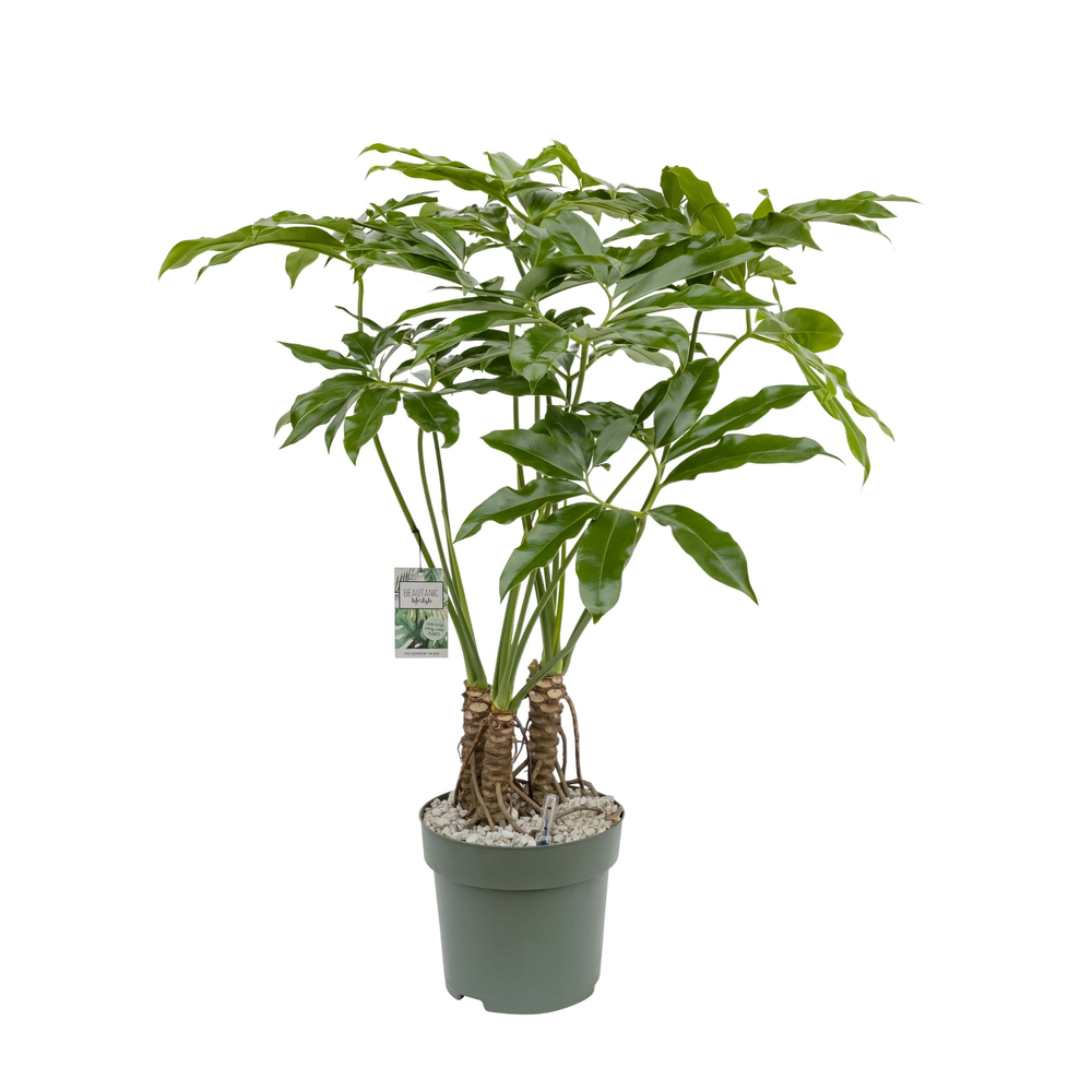 Philodendron Funbun.