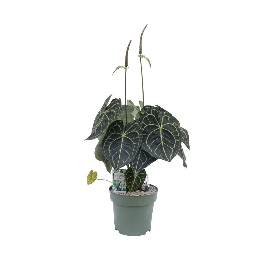 Anthurium Clarinervium.