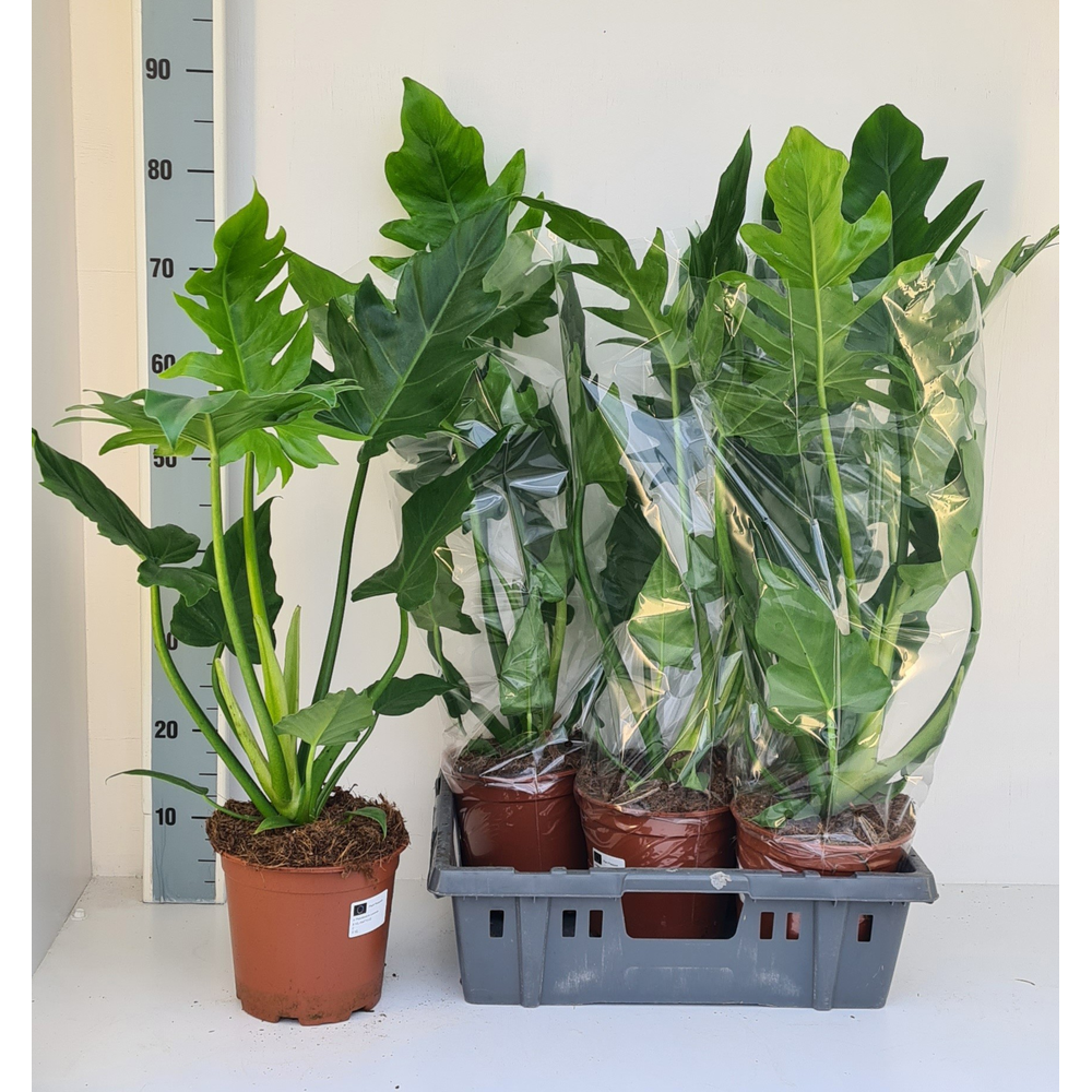 Philodendron Lacerum.
