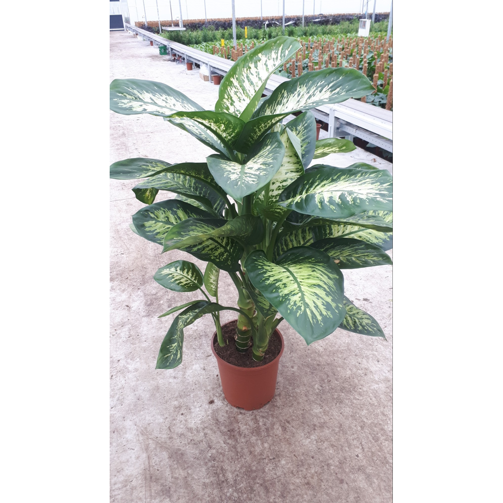 Dieffenbachia Tropic Snow.