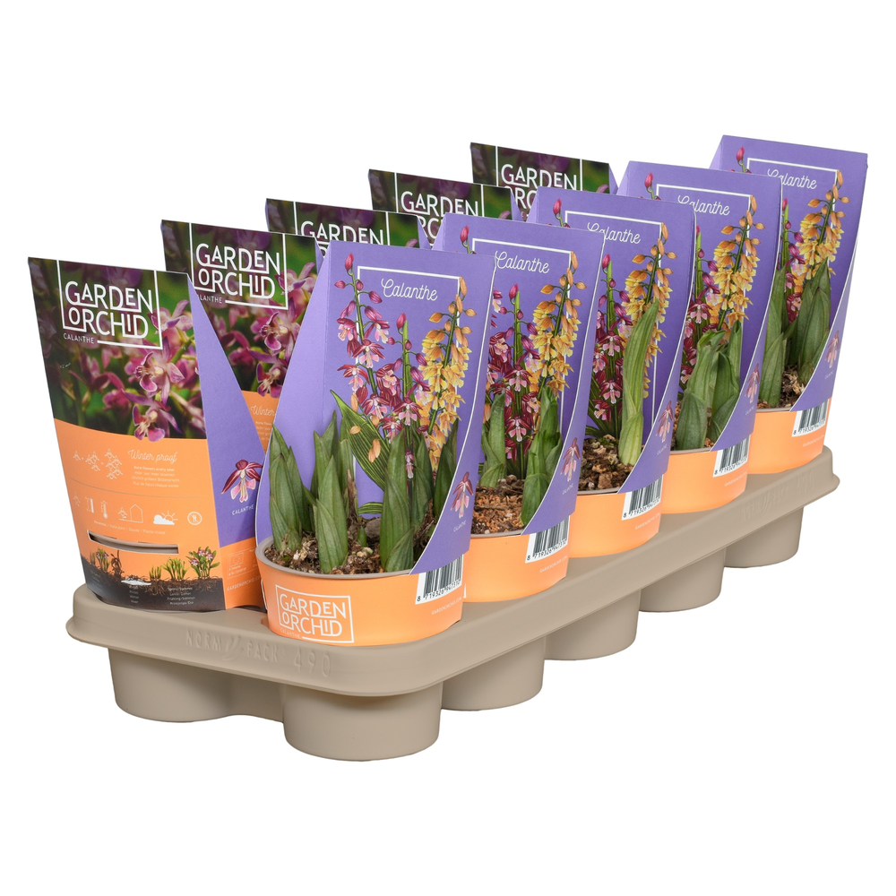 Calanthe met potcover 12 cm 3-5 scheuten.