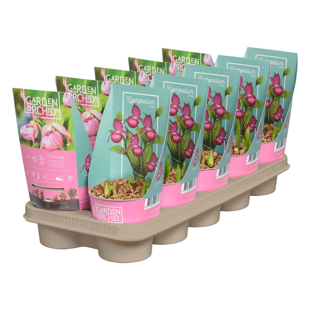 Cypripedium Roze met potcover 12 cm 3-5 scheuten.