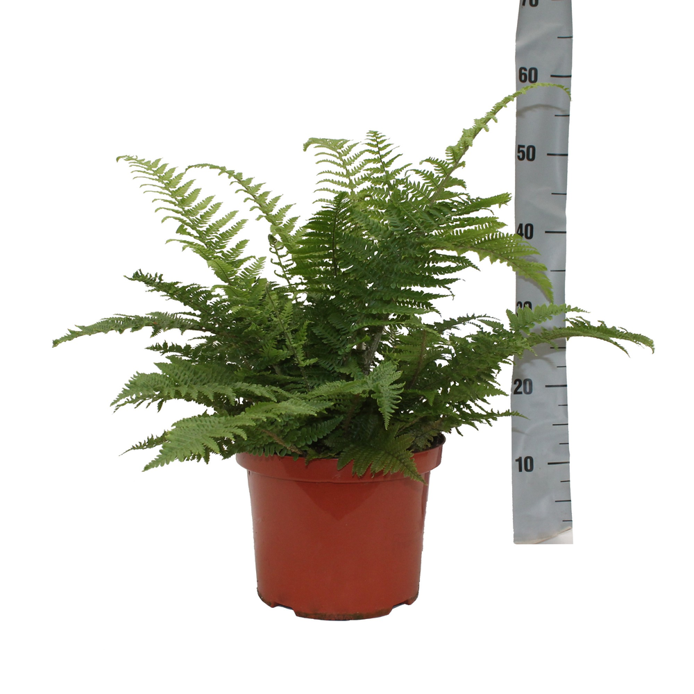 Dryopteris Affinis Crispa (Winterhard).