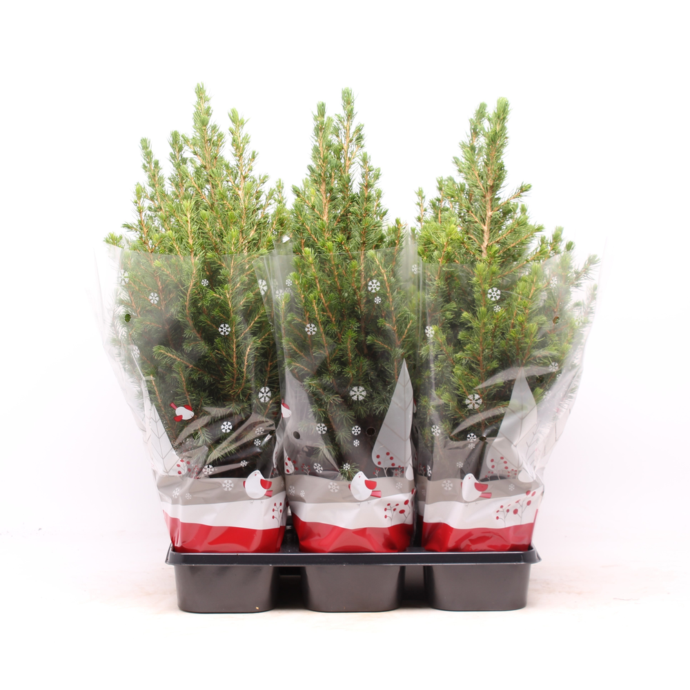 Picea glauca 'Conica' rode hoes.