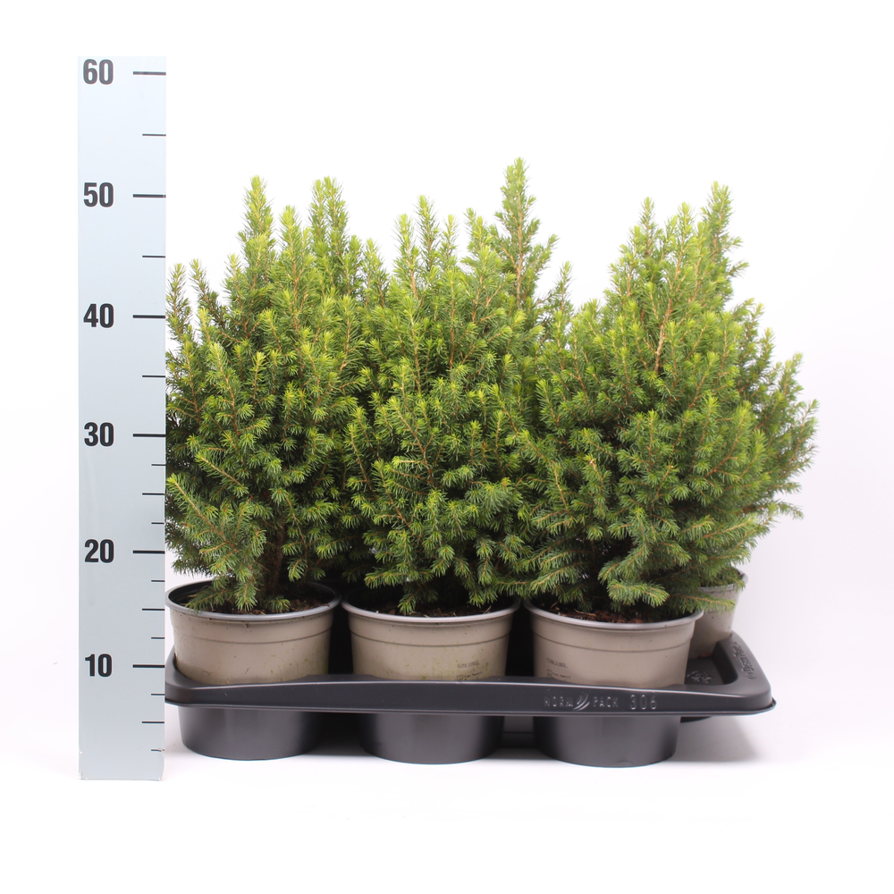 Picea glauca 'Conica'.