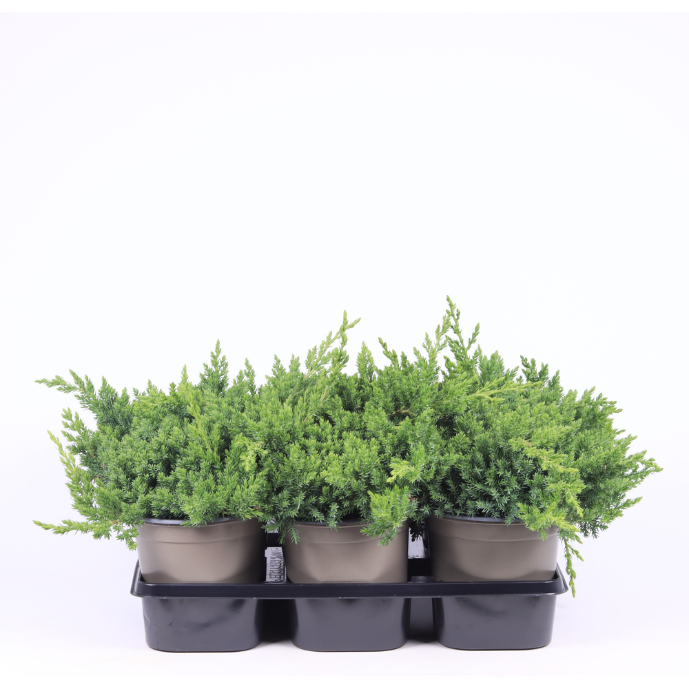 Juniperus procumbens 'Nana'.