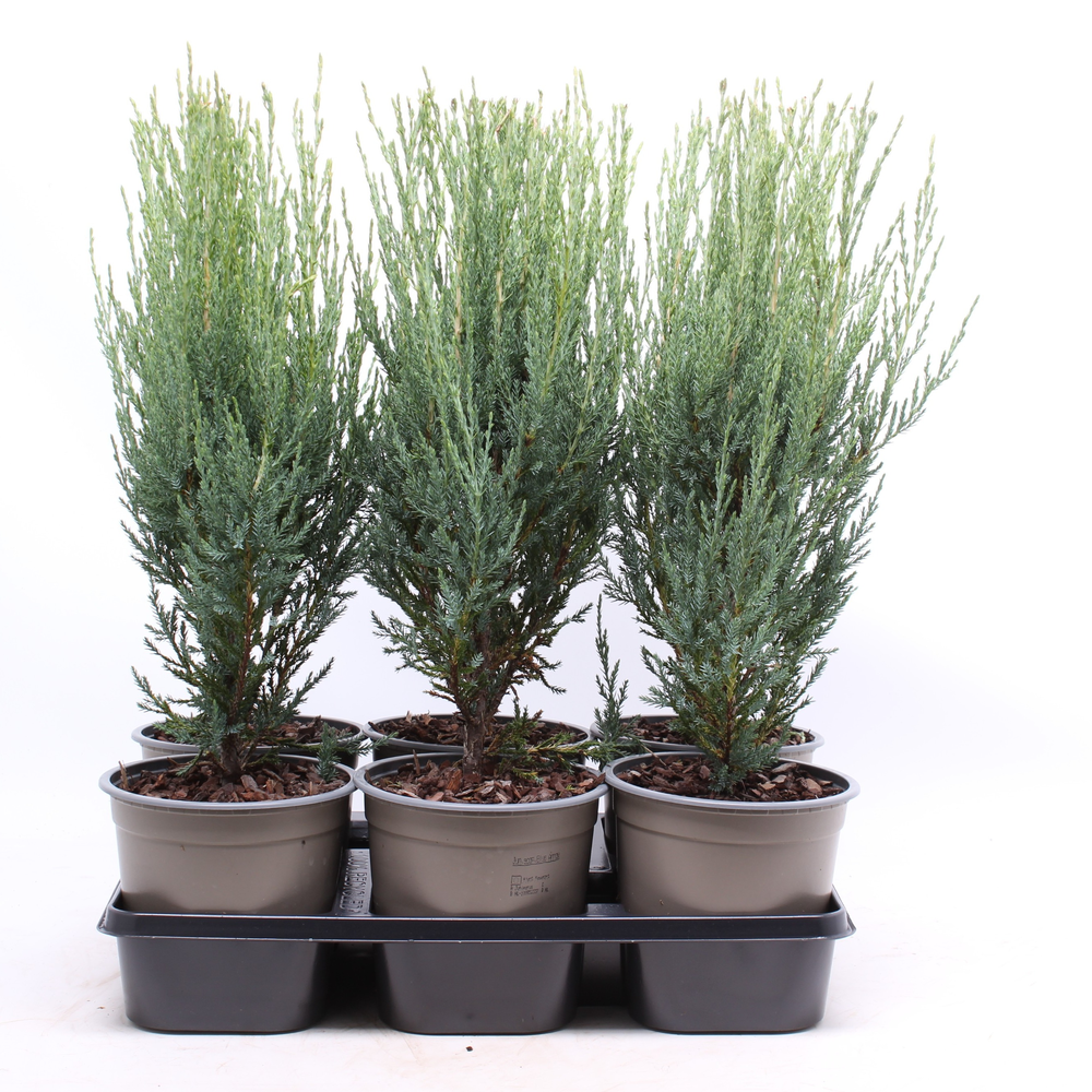 Juniperus scopulorum 'Blue Arrow'.