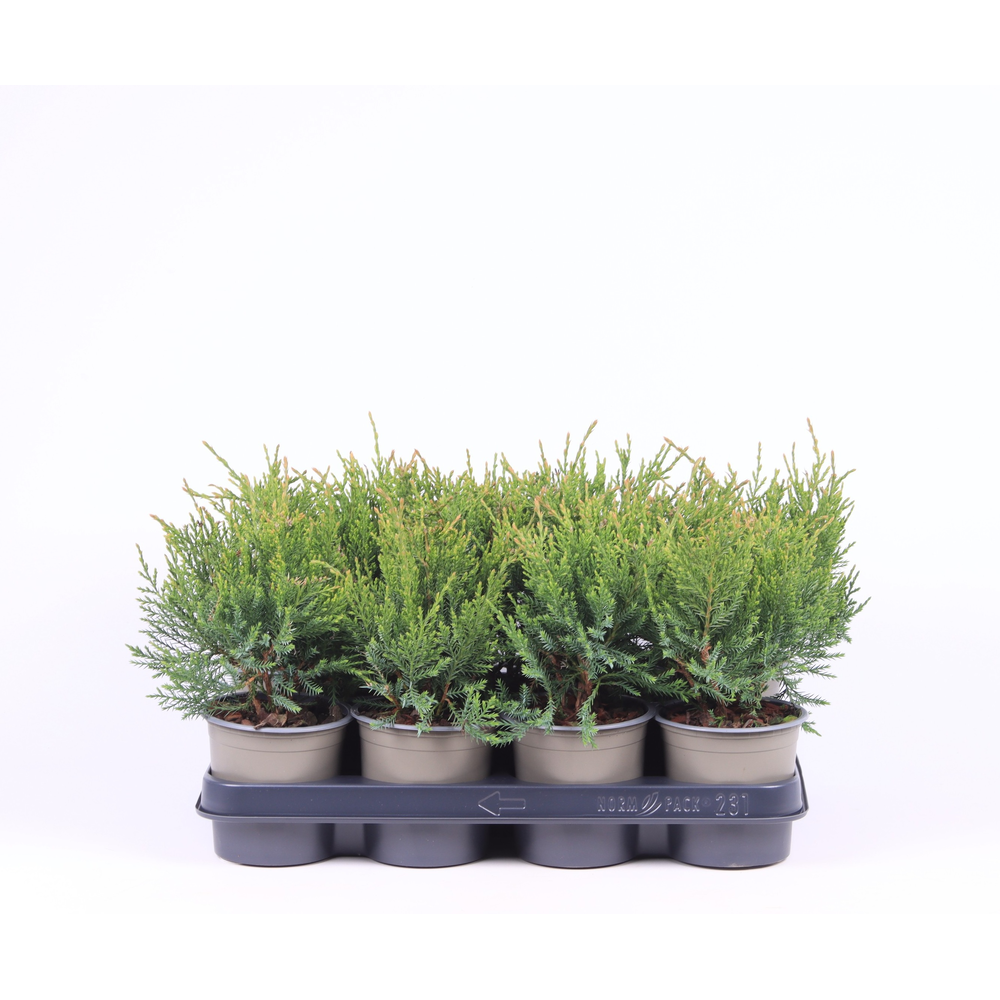 Juniperus x pfitzeriana 'Mint Julep'.