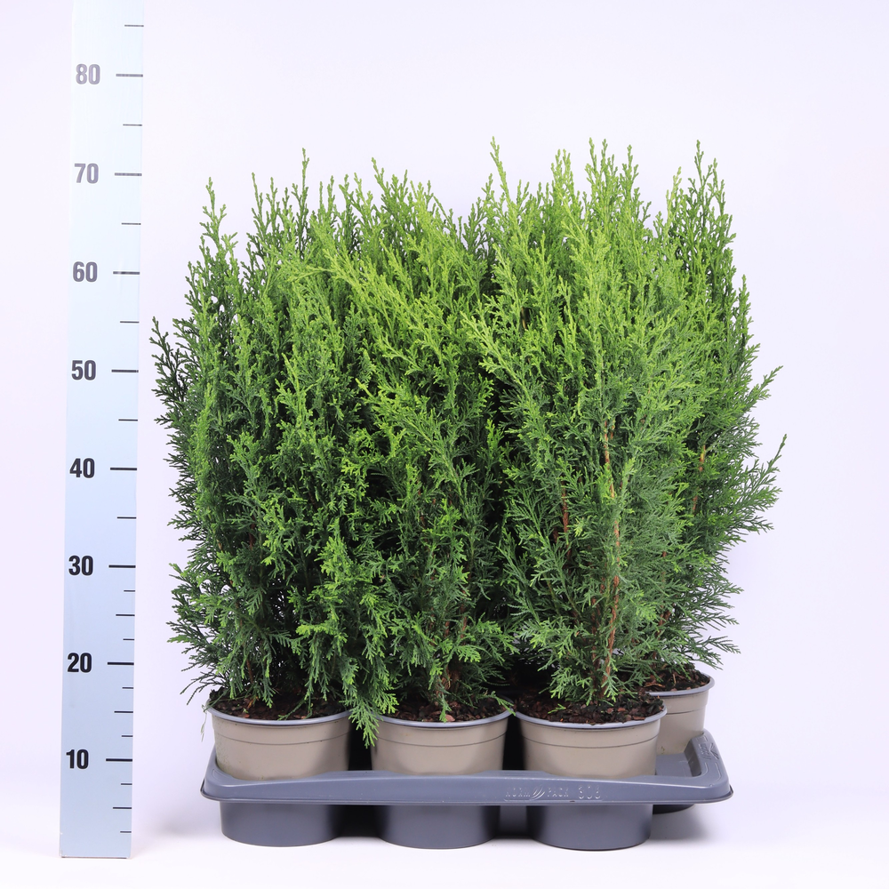 Chamaecyparis lawsoniana 'Robusta'.