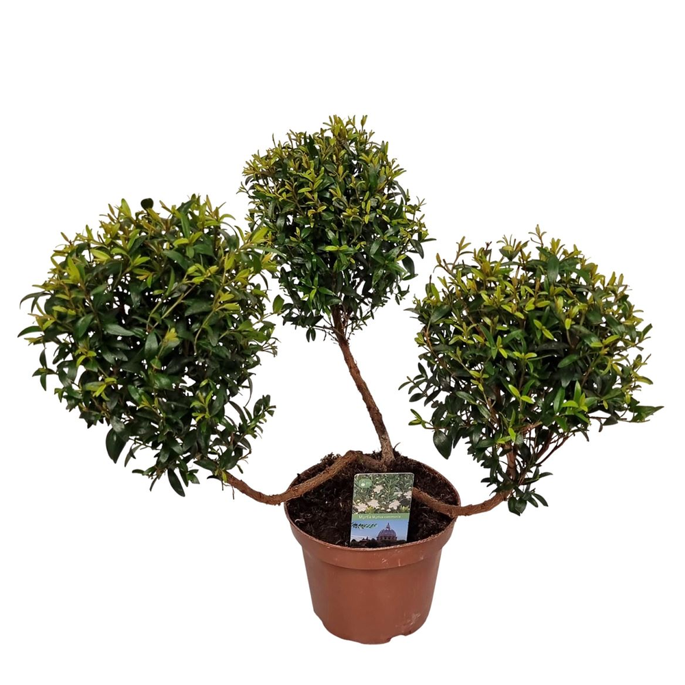 Myrtus Communis Pon Pon.