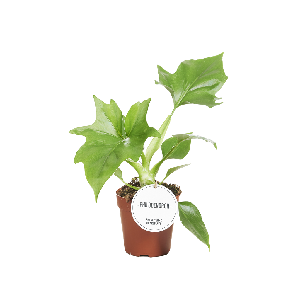 Philodendron Warszewiczii.