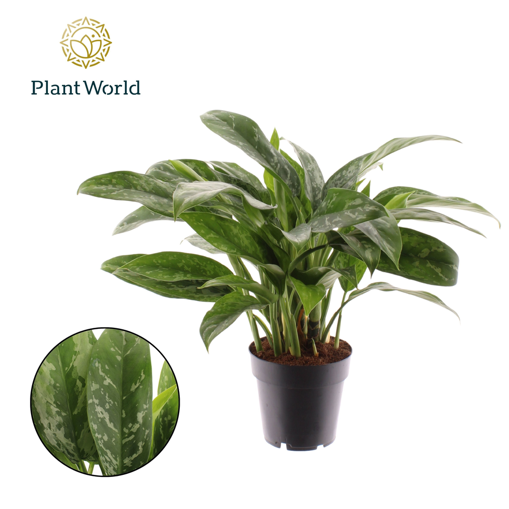 Aglaonema Green Lady.
